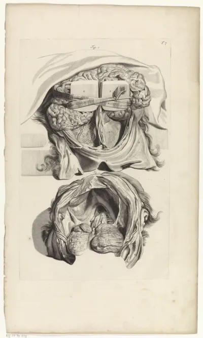 Anatomische studie van de binnenkant van een schedel