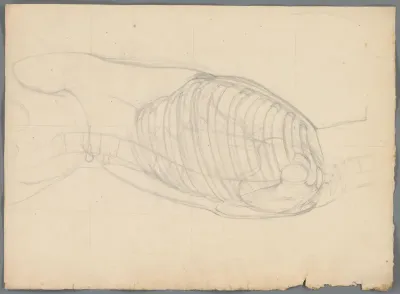 Anatomische studie van de borstkas