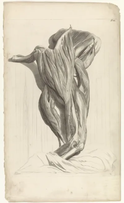Anatomische studie van de bovenspieren van de rechterarm (buitenkant)