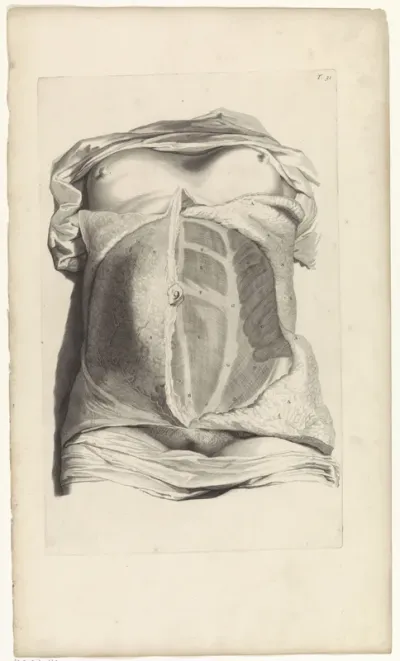 Anatomische studie van de buik van een vrouw