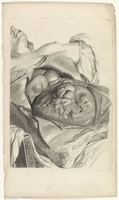 Anatomische studie van de buitenkant van de baarmoeder van een zwangere vrouw