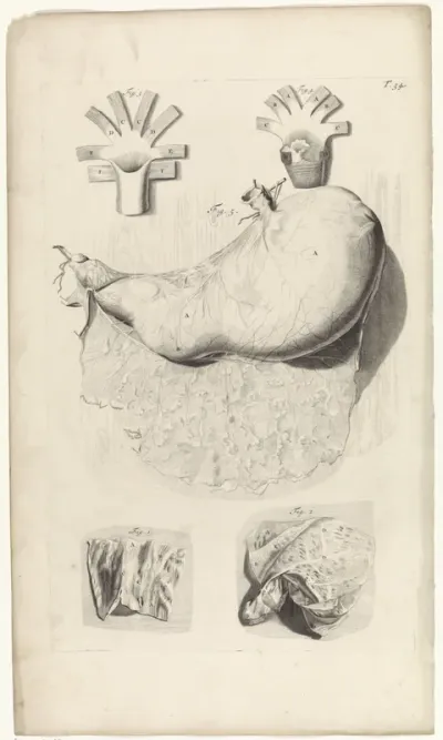 Anatomische studie van de buitenkant van de maag