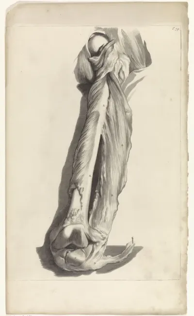 Anatomische studie van de femur