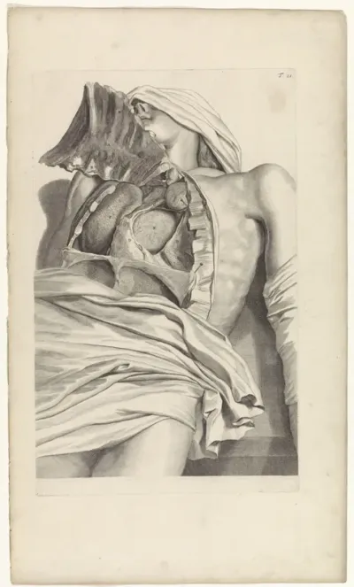 Anatomische studie van de geopende borstkas