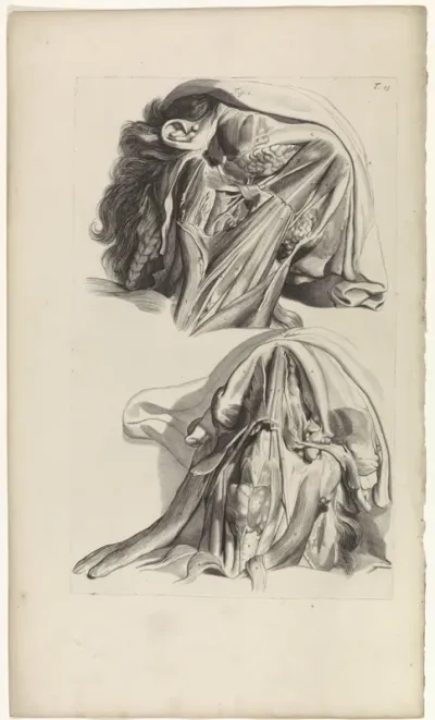 Anatomische studie van de hals en de kaak