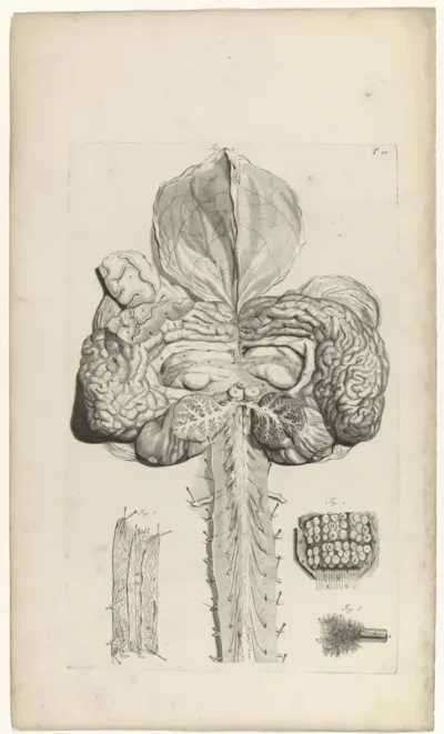 Anatomische studie van de hersenen