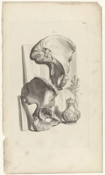 Anatomische studie van de heup