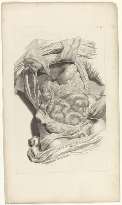 Anatomische studie van de ingewanden van een man
