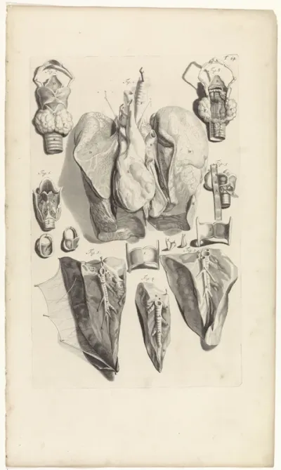 Anatomische studie van de longen en het strottenhoofd