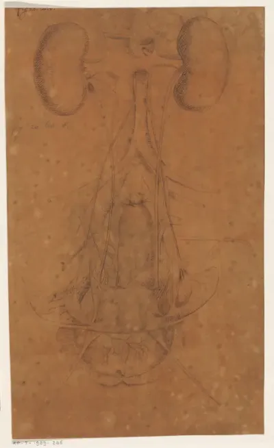 Anatomische studie van de nieren en blaas