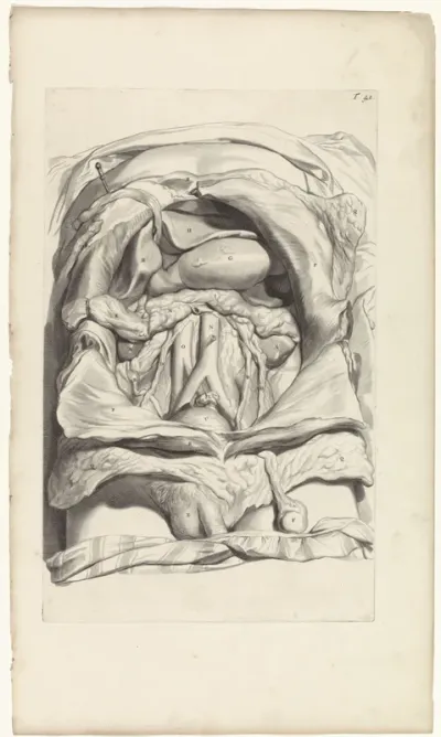 Anatomische studie van de onderbuik