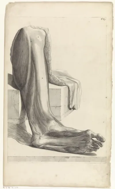 Anatomische studie van de onderkant van de rechtervoet