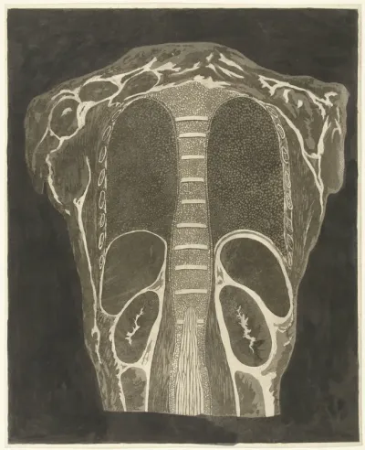 Anatomische studie van de organen in de borstkas, gezien vanuit de rug