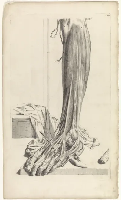 Anatomische studie van de pezen van de rechtervoet