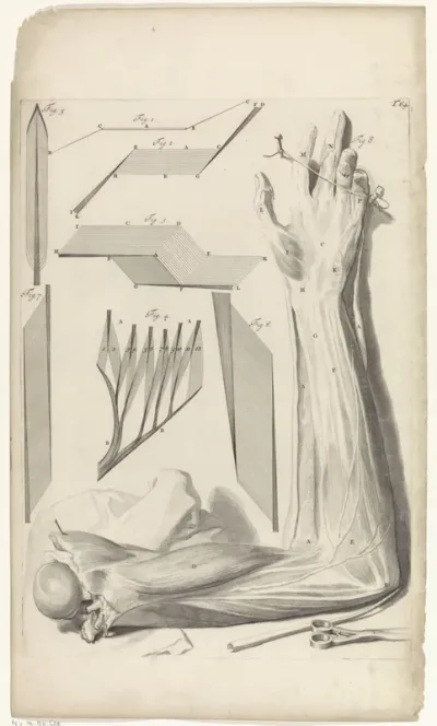 Anatomische studie van de rechterarm