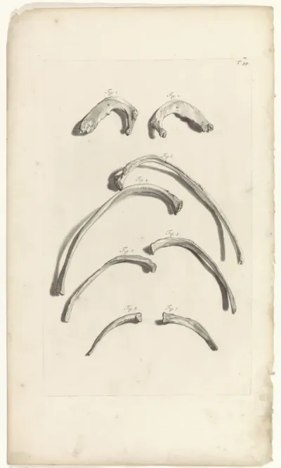 Anatomische studie van de ribben
