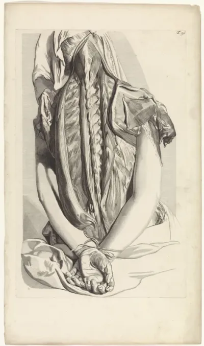 Anatomische studie van de rug en de bovenarmen van een vastgebonden vrouw