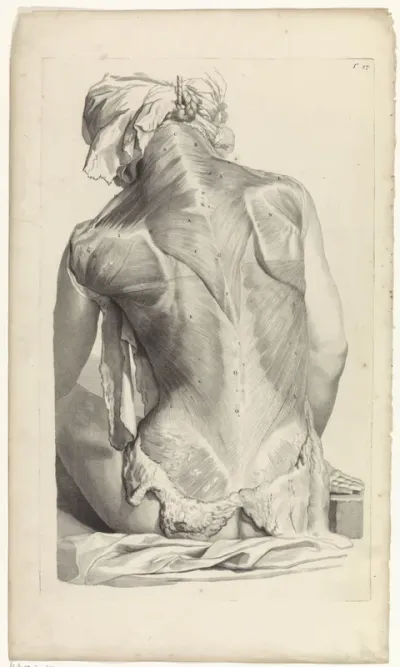 Anatomische studie van de rug van een vrouw