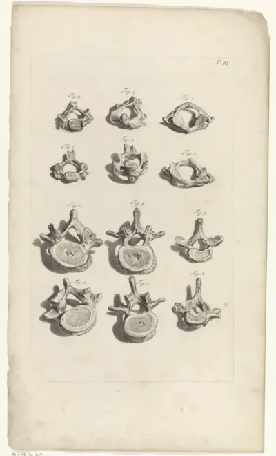 Anatomische studie van de ruggenwervels