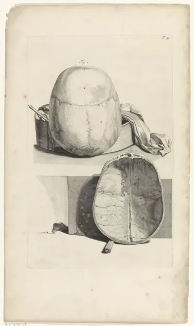 Anatomische studie van de schedelpan