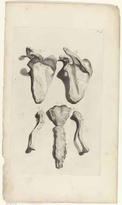 Anatomische studie van de schouderbladen en het sternum