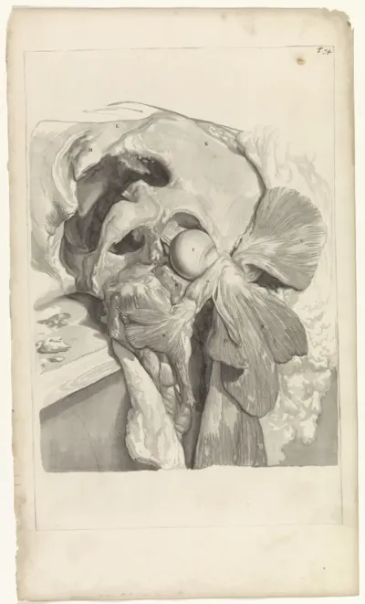 Anatomische studie van de spieren en het bot van het linkerdijbeen en de heup