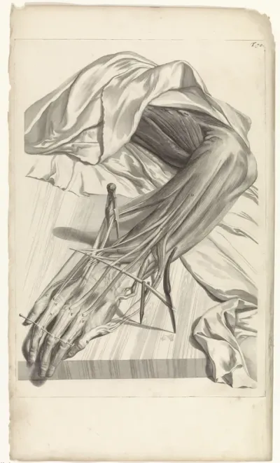 Anatomische studie van de spieren en pezen van de linkerhand