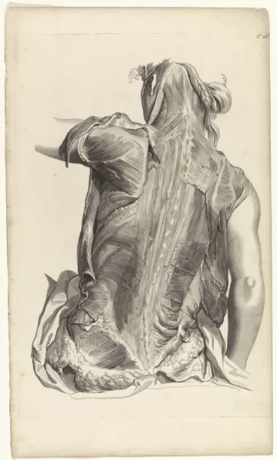 Anatomische studie van de spieren van de rug en de bovenarmen van een vrouw