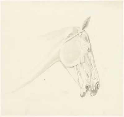 Anatomische studie van de spieren van een paardenhoofd