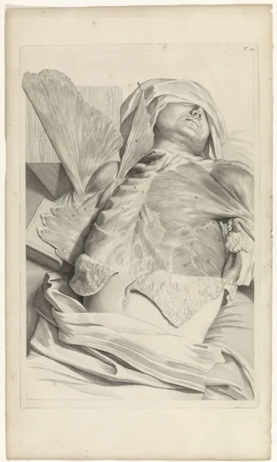 Anatomische studie van de spieren van het bovenlichaam