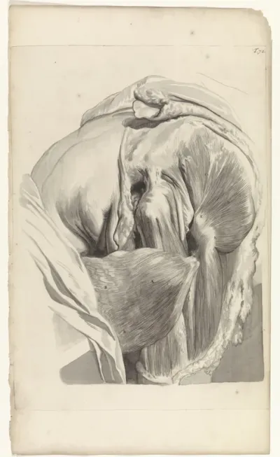 Anatomische studie van de spieren van het linkerdijbeen en de heup