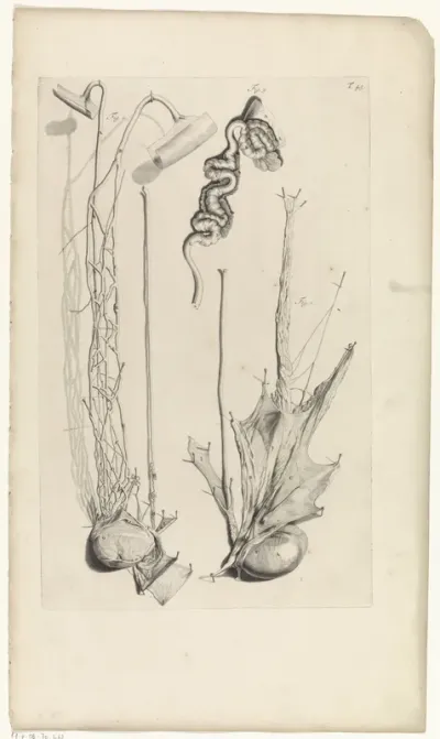 Anatomische studie van de teelbal