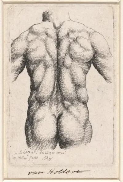 Anatomische studie van de torso van een man, op de rug gezien