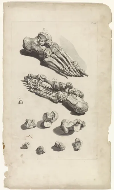 Anatomische studie van de voetbeenderen