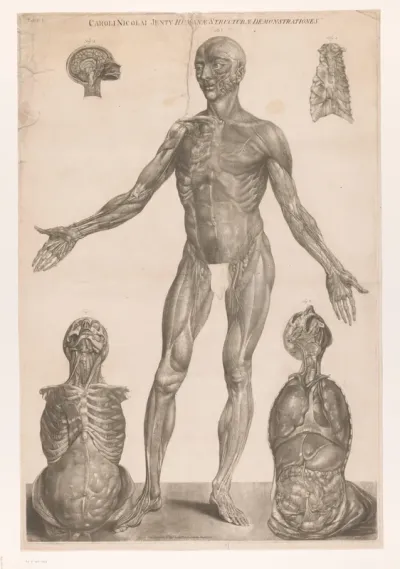 Anatomische studie van de voorzijde van het lichaam