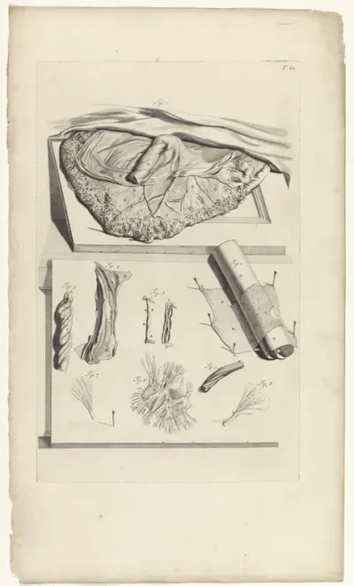 Anatomische studie van delen van de placenta
