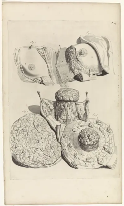 Anatomische studie van een borst