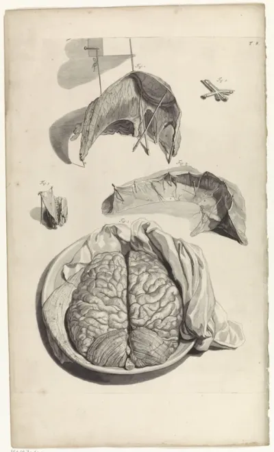 Anatomische studie van een deel van de schedel en de hersenen