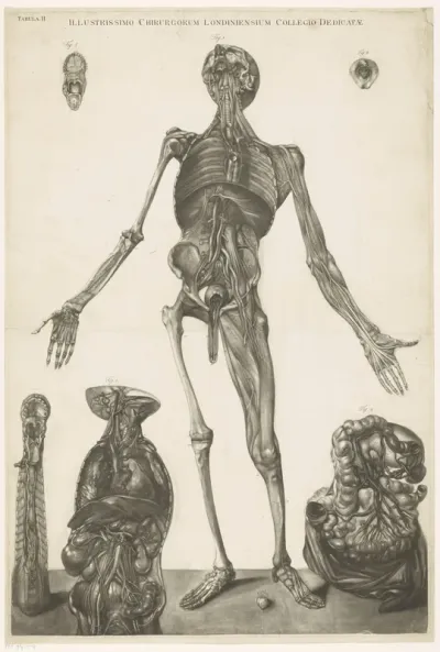 Anatomische studie van een man