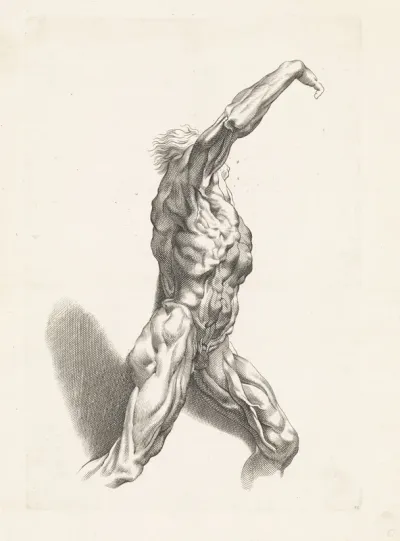 Anatomische studie van een man