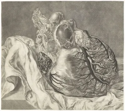 Anatomische studie van een menselijk hart