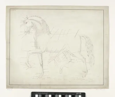 Anatomische studie van een paard in profiel naar links