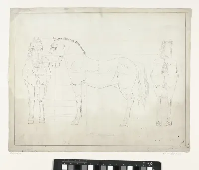 Anatomische studie van een paard, van voren, in profiel naar links en van achteren