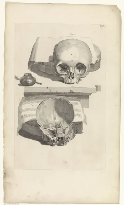 Anatomische studie van een schedel