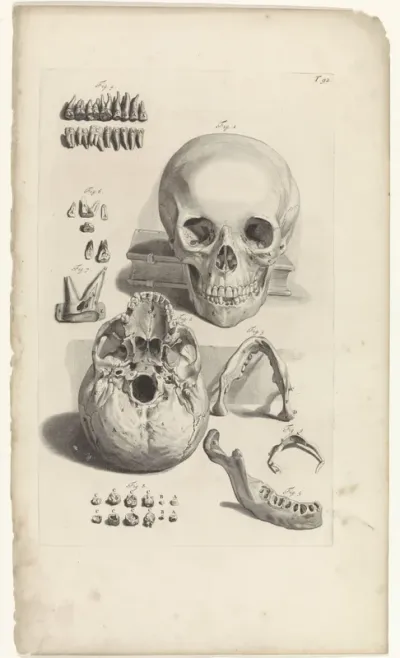 Anatomische studie van een schedel en de kaak