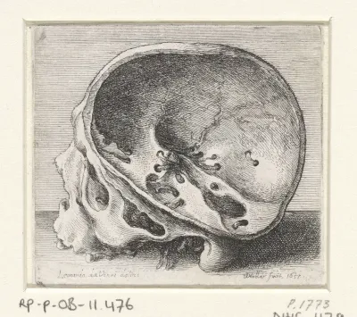 Anatomische studie van een schedel met wormgaten