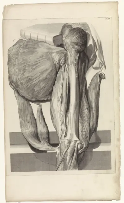 Anatomische studie van het bot en de spieren van het linkerdijbeen