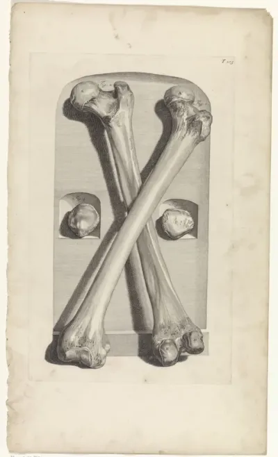 Anatomische studie van het dijbeen