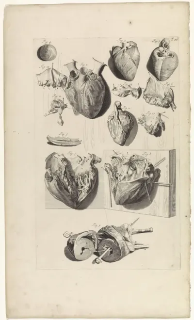 Anatomische studie van het hart