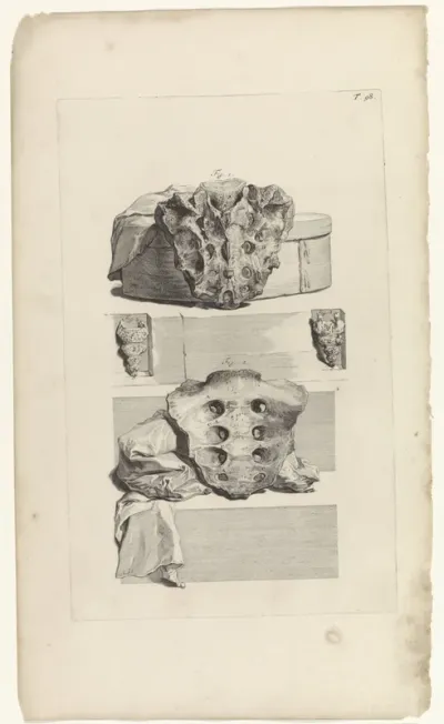 Anatomische studie van het heilig been en het staartbeen